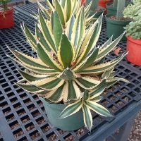 8" Agave Tri Color