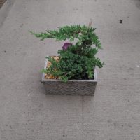 8" Bonsai Medium Juniper in Ceramic