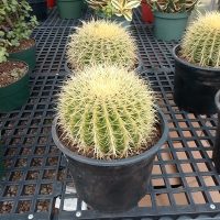 8" Cactus Golden Barrel