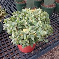 8" Crassula Jade Curly / Ripple