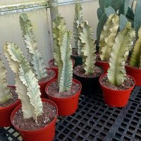 8" Euphorbia Ammak VAR