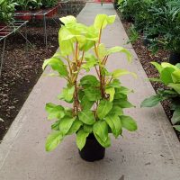 8" Philo Lemon Lime Trellis