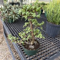 8" Portulacaria Mini Jade Pagoda Bonsai