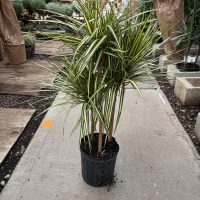 8" Drac Kiwi Cane 24-18-12 C/B