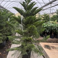 14" Norfolk Island Pine Premium