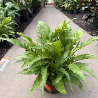 8" Fern Birdsnest Gioia