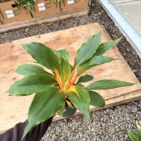 6" Chlorophytum Orange Mandarin