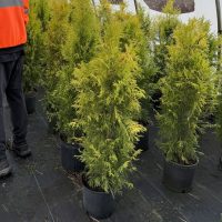 3G Arborvitae Fluffy
