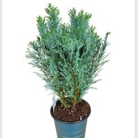 4" Ellwoodii False Cypress