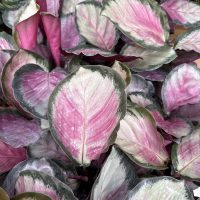 4" Calathea Pale Rosey