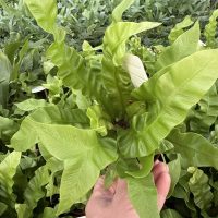 4" Fern Birdsnest Crispy Wave