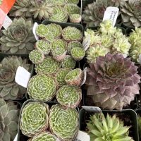 4" Sempervivum Asst