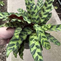 5.39" Calathea Lancifolia