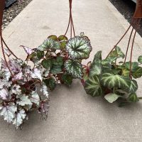 6" Begonia Rex Asst HB