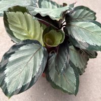 6" Calathea Corona
