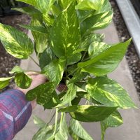 6" Pothos Churchill Gold