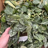 5" Pothos/Scindapsus Asst in Oasis Cube