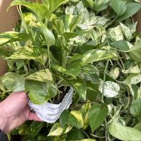 5" Pothos Asst in Oasis Cube
