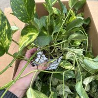 3" Pothos Asst #1 in Oasis Cube