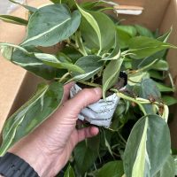 3" Pothos Asst #2 in Oasis Cube