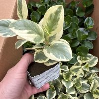3" Pep Obtipan Asst in Oasis Cube