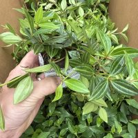 3" Pep Asst in Oasis Cube