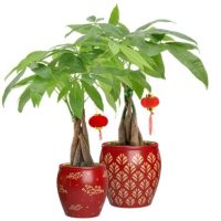 4.5" Pachira Money Tree in Majesty Ceramic