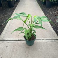 8" Monstera Burle Marx Flame
