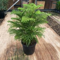 8" Norfolk Island Pine