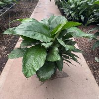 10" Spath Domino