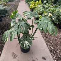 12" Monstera Thai Constellation