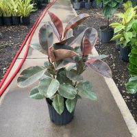 10" Ficus Ruby Bush
