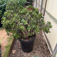 17"/15G Crassula Jade Crosby Stump