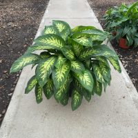 10" Dieff Tropic Snow Cluster