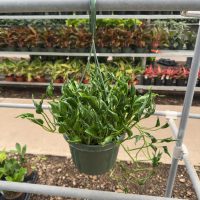 8" Pothos Shangri La HB