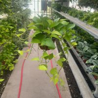 6" Pothos Neon HB