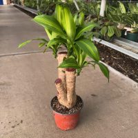 6" Drac Mass Cane Stump