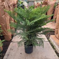 10" Norfolk Island Pine (Natural)
