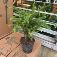 4" Norfolk Island Pine (Natural)