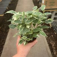 4" Ficus Twilight