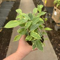 4" Ficus Gold King