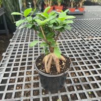 6" Ficus Microcarpa Ginseng