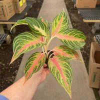 4" Ag Pink Panama