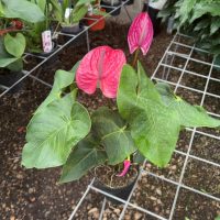 6" Anthurium Purple
