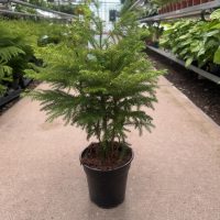 6" Norfolk Island Pine (Natural)