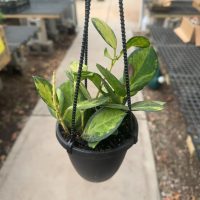 4" Hoya Tricolor HB