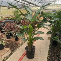 14" Strelitzia White Bird Premium 6'+