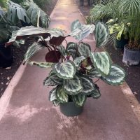 10" Calathea Mysty