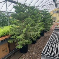 17" Norfolk Pine