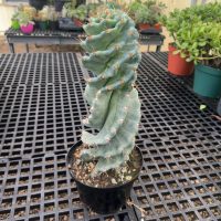 8" Cactus Cereus Forbesii Spiralis